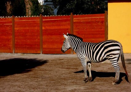 Zebra animal zoo photo