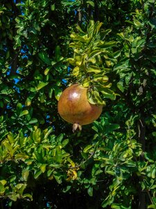 Fruit nature