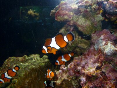 Clownfish błazenek nemo photo