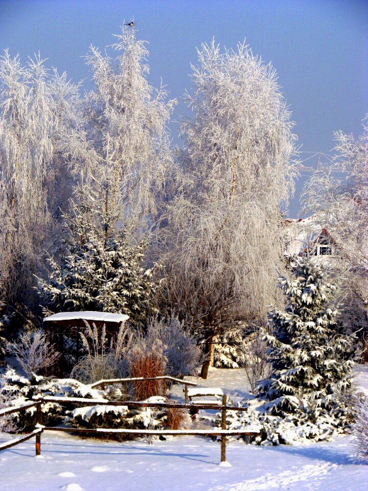 Frost snow nature