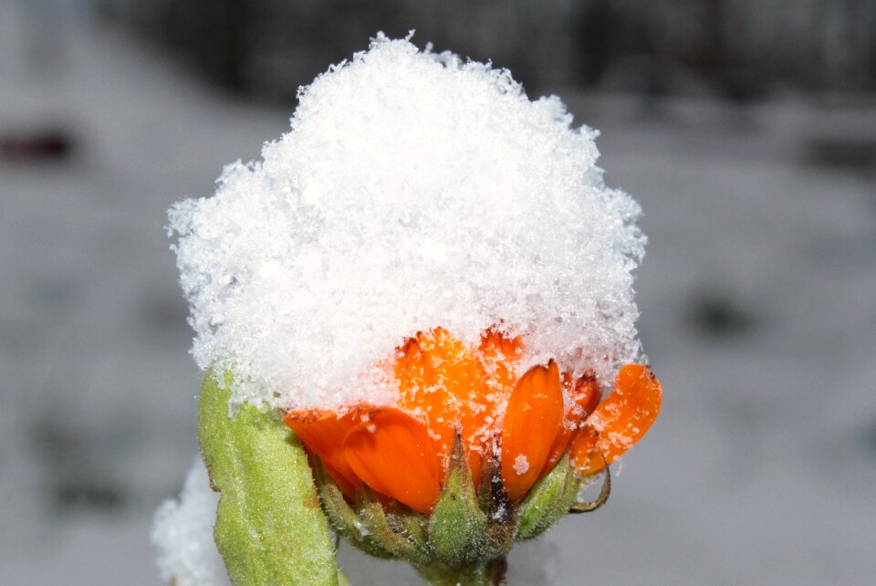 Gardening naturopathy blossom