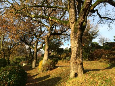 Trunk light nature
