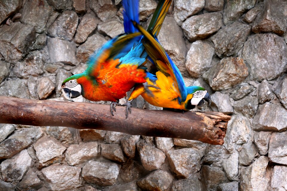 Birds colorful arara canindé photo