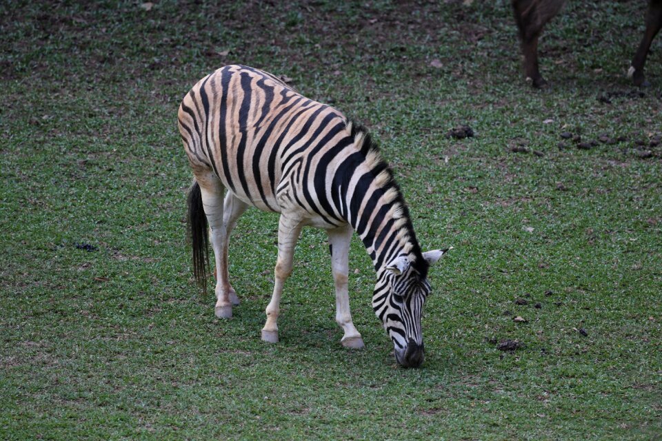 Wild eating grass stripes