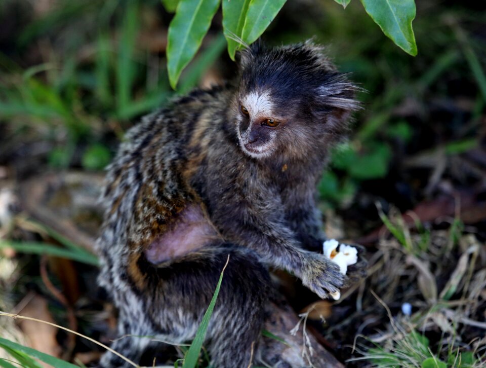 Primate forest park threatened with extinction