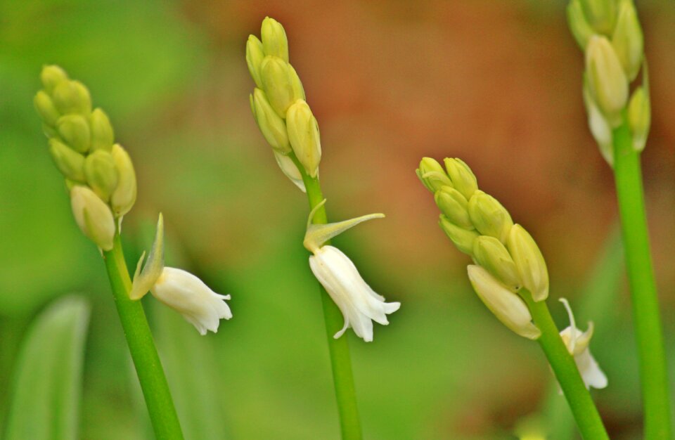 Plant nature close up
