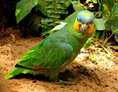 Zoo tropical bird brazilian