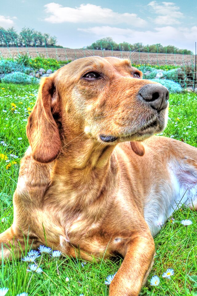 Dog labrador hdr