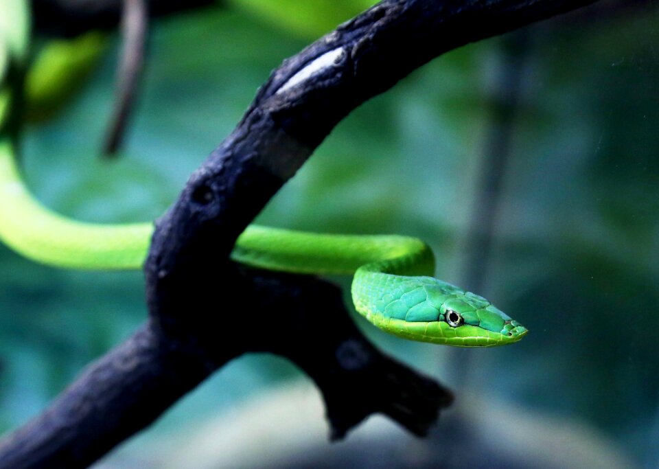 Snake natural habitat looking
