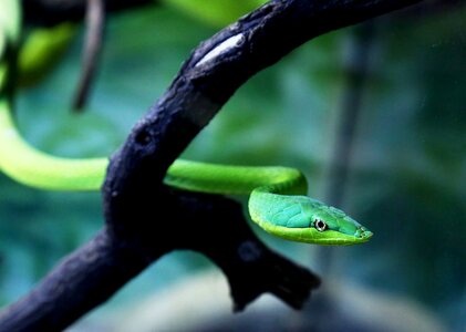 Snake natural habitat looking