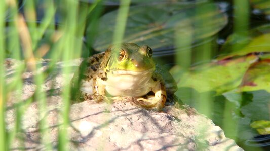 Frog wildlife pond