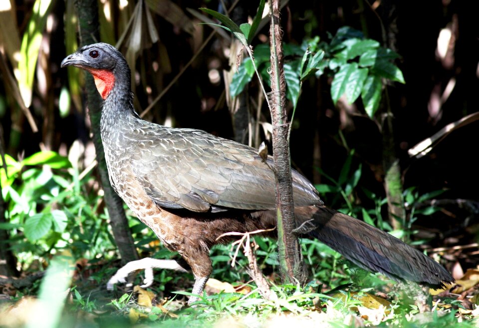 Great wild bird walking on the ground