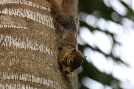 Food in the tree looking