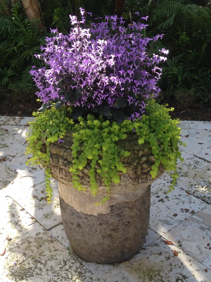 Creeping jenny mona lavender