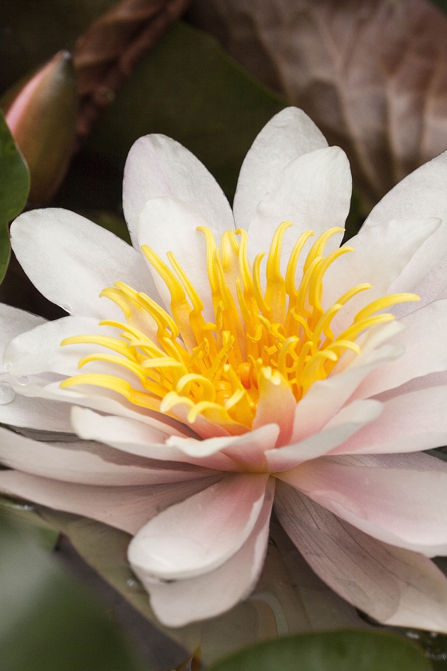 Aquatic plants petals white