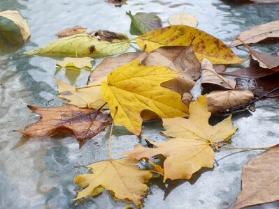 Autumnal brown covered table
