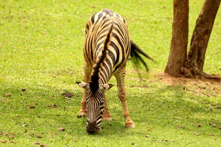 Wild eating grass stripes
