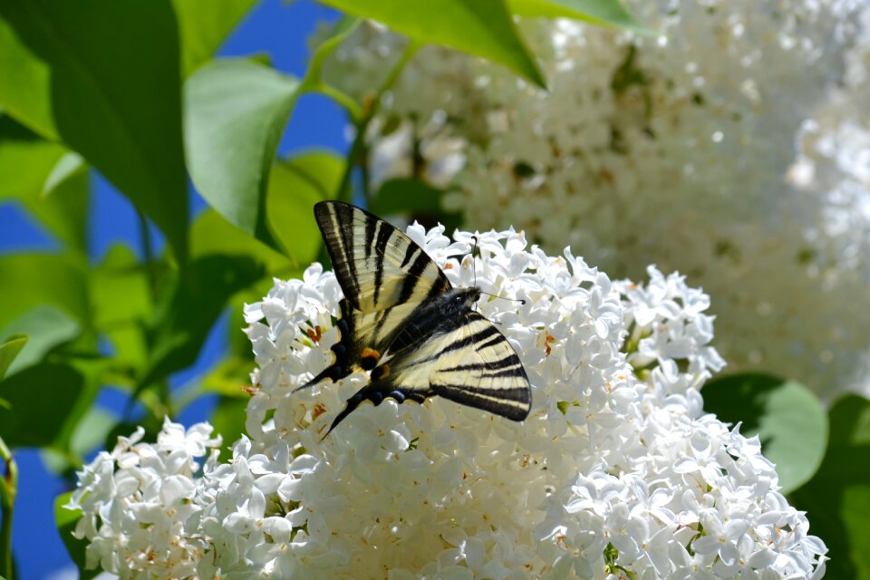Butterfly lilac spring