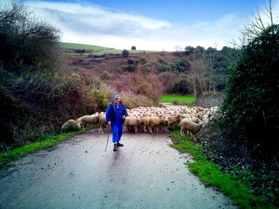 Flock rural nature