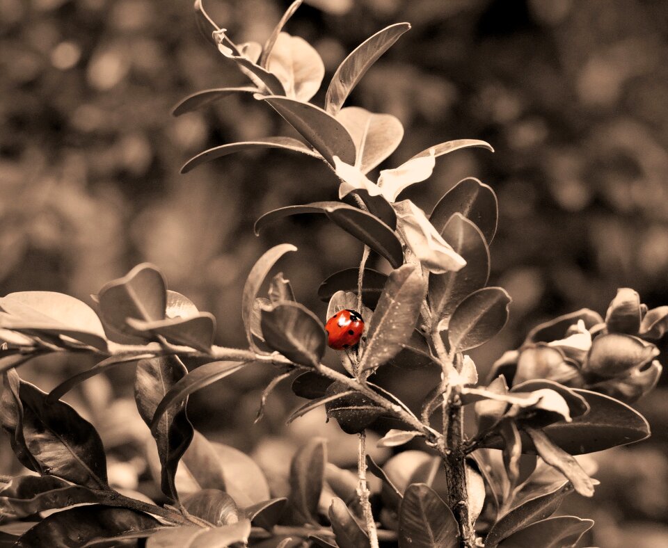 Lucky ladybug nature spring