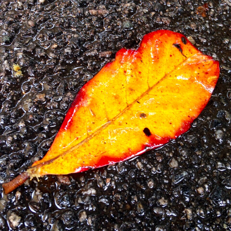 Asphalt urbana rain