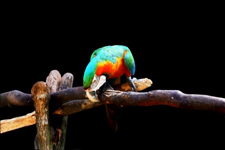 Colorful arara canindé on the branch photo