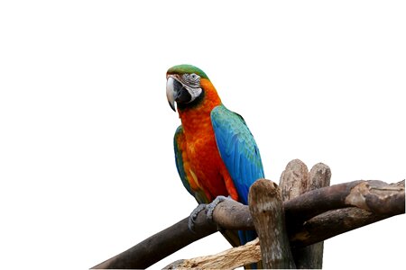 Bird colorful arara canindé