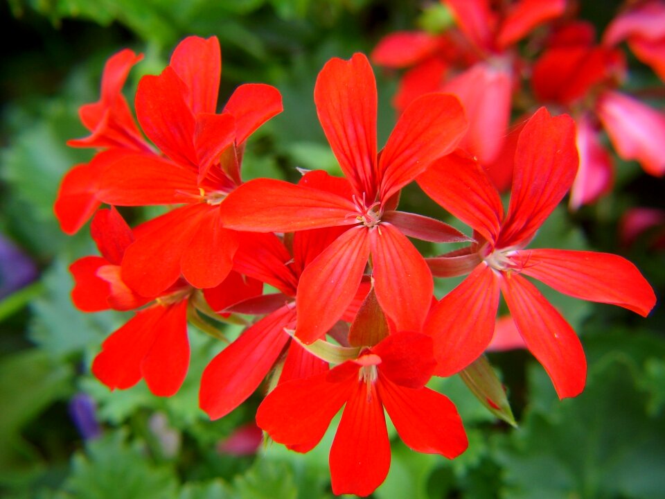 Garden natural floral