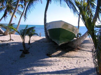 Boat palm trees rowing boat