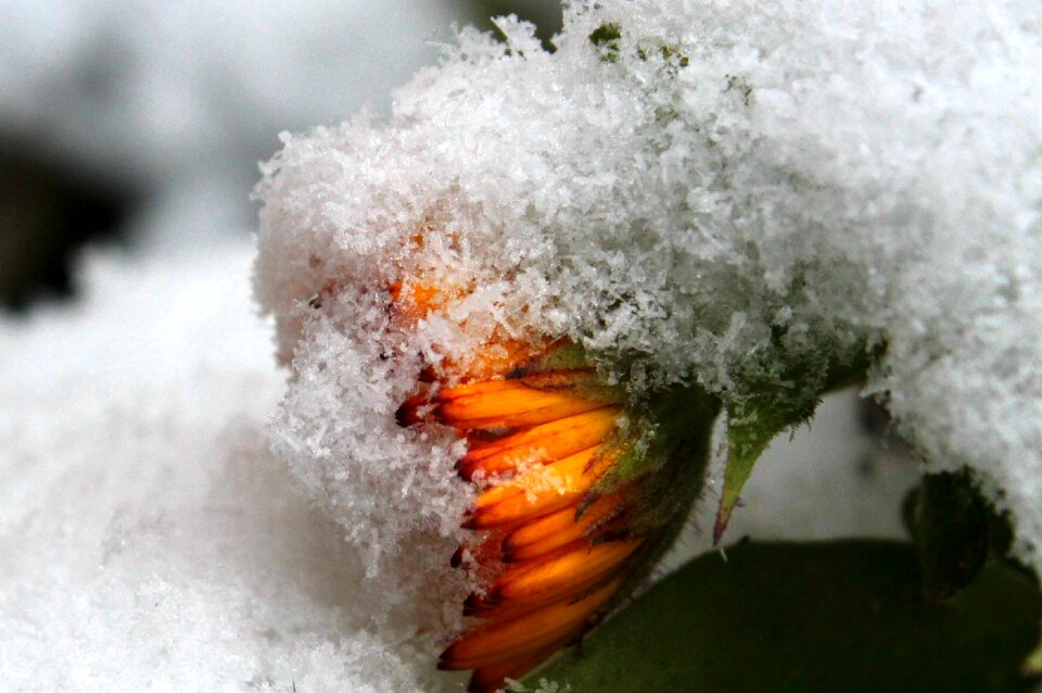 Gardening naturopathy blossom