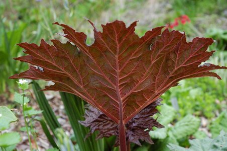 Nature colorful plant