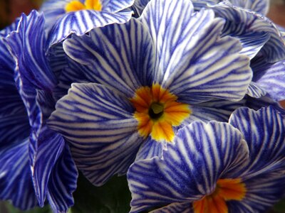Primrose flower spring