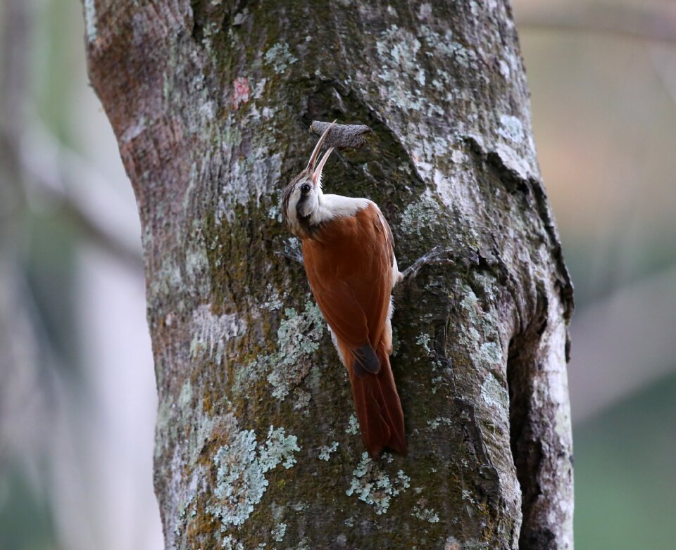 Making nest tropical birds beak