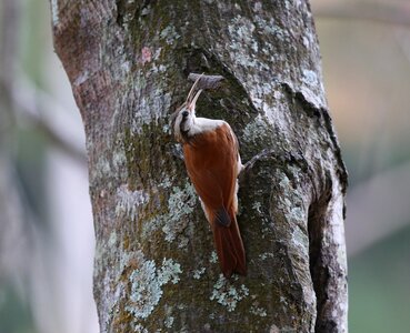 Making nest tropical birds beak photo