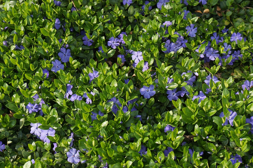 Flower purple flower groundcover