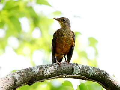 Colorful on the branch brazilian photo