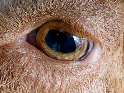 Goat detail goat eye