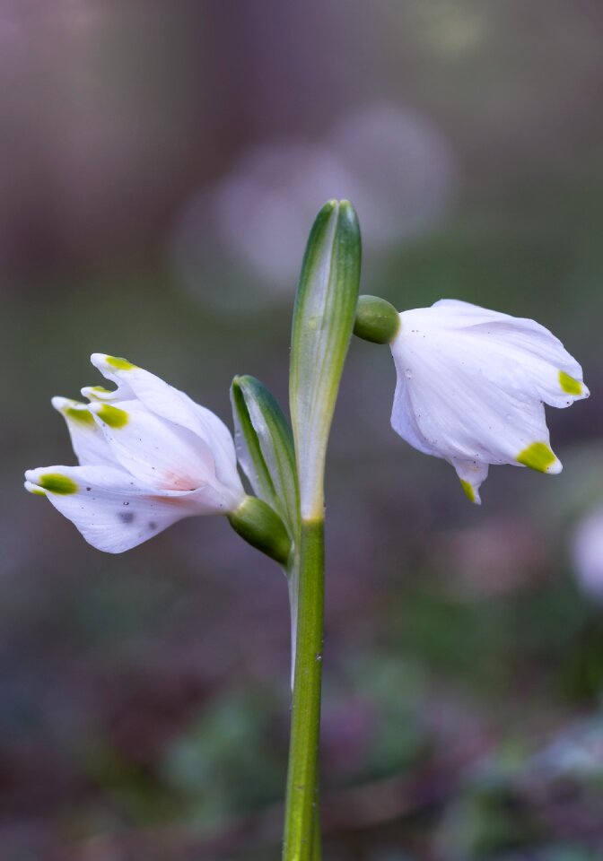Bell close up spring flowers