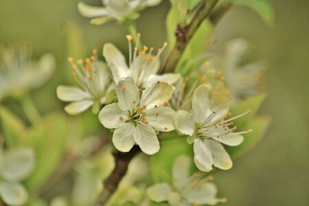 Pear pear blossom flowering twig