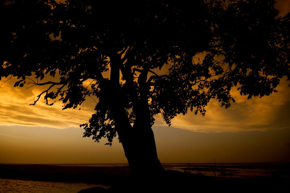 Tree landscape wood