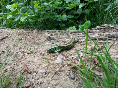 Lizard reptile Free photos