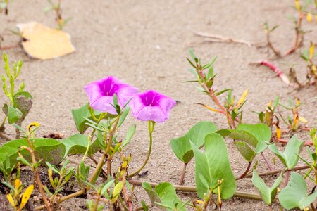 Seaside autumn leaves in the sand photo