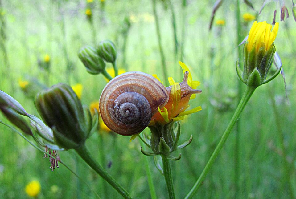Garden snail plants grasses