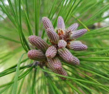 Needles coniferous fir photo