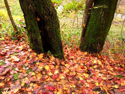 Wood forest ground photo