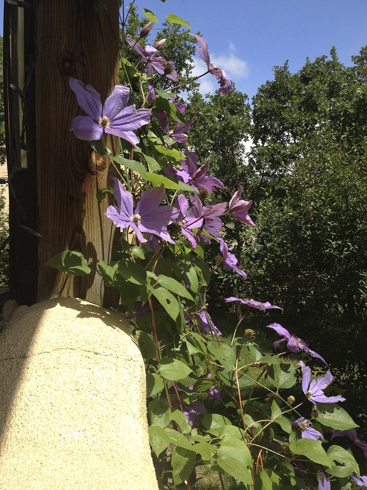 Flowering vine floral plant