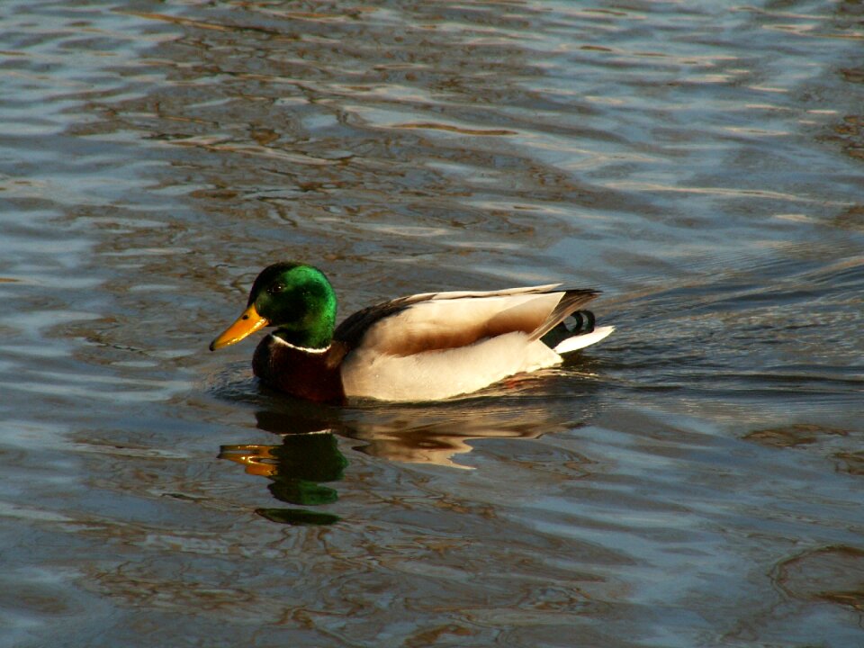 Duck nature wild birds