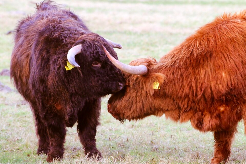 Nature highlander scottish highlander