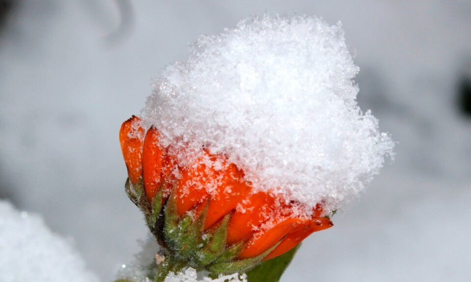 Gardening naturopathy blossom