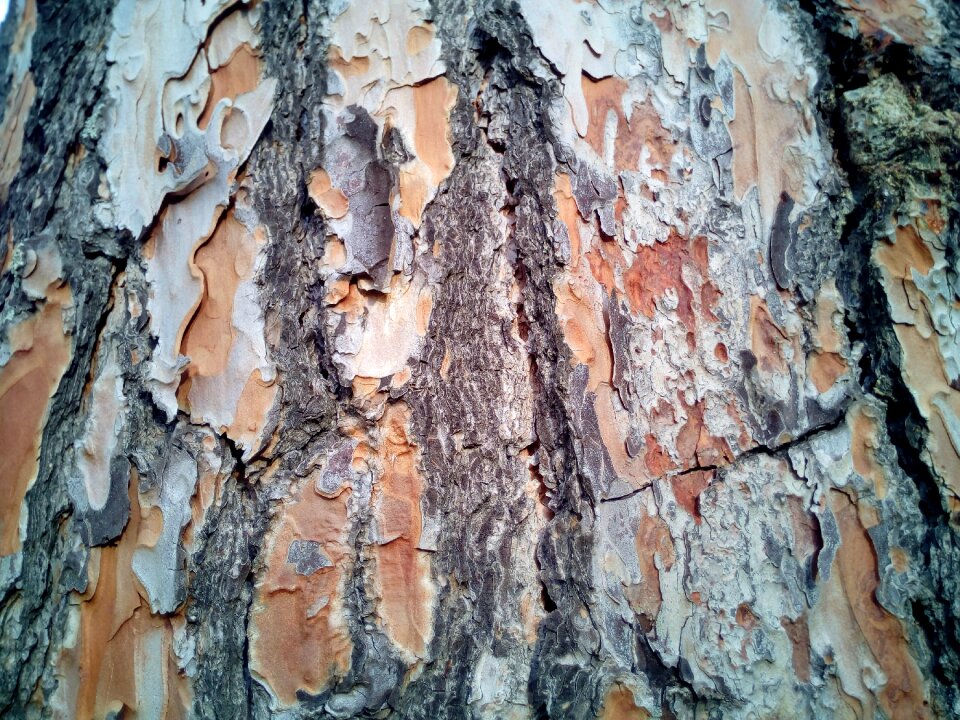 Background tree stone pine